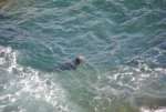 És relativament fàcil observar foques en llibertat a Lizard Point.