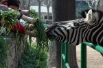 Nens donant de menjar a la zebra
