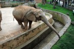 Elefant buscant-se la vida