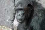 Mono o goril·la (o ximpanzé)