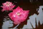 Flors de lotus Bangkok