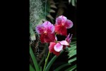 Orquídies tailandeses Bangkok