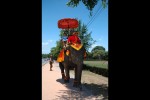Elefants a Ayyutthaya