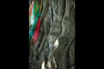 Buda en un arbre. Wat Mahathat Ayyutthaya