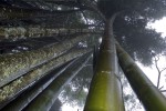 Bambú gegant, Residència dels reis Chiang Mai