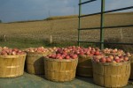 Venta de pomes a la carretera