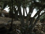 Bosc d'oliveres pujant a veure el molí de vent