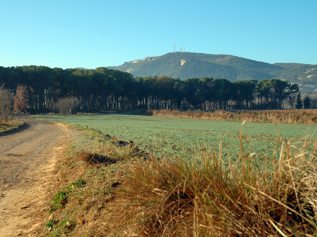 Arribant als Pins de Ca l'Agnès